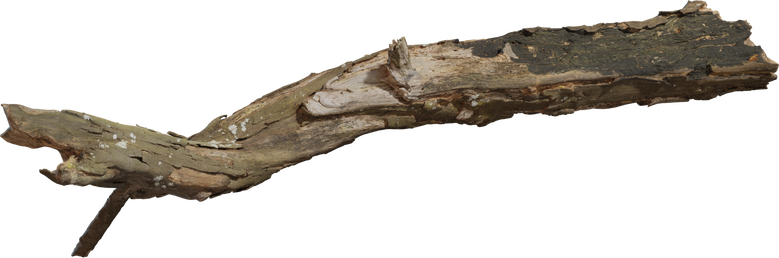 Dead Tree Trunk 02