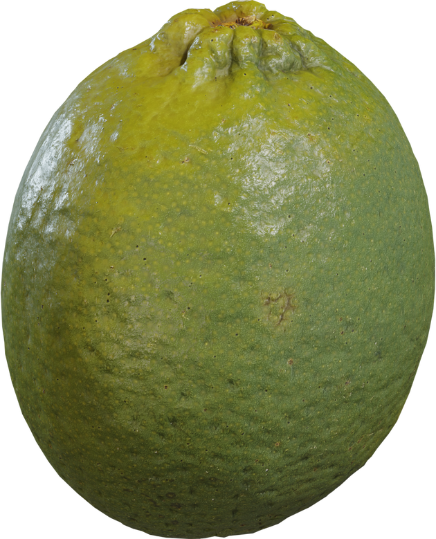 Food Lime 01