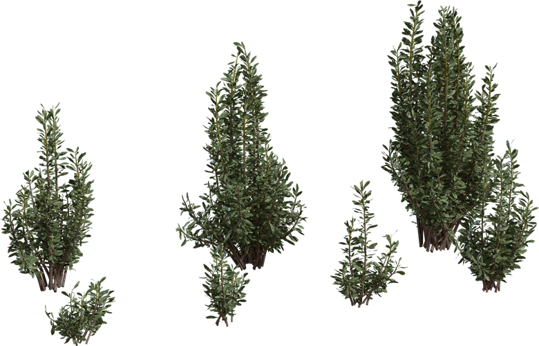 Othonna Cerarioides