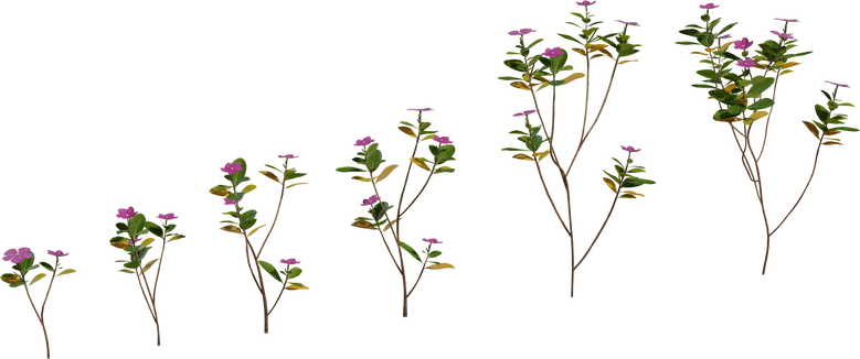 Periwinkle Plant