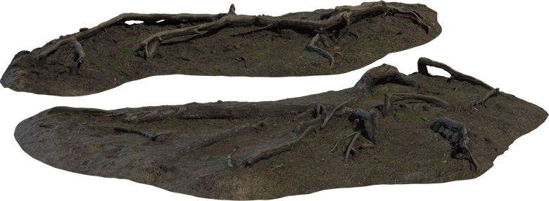 Pine Roots