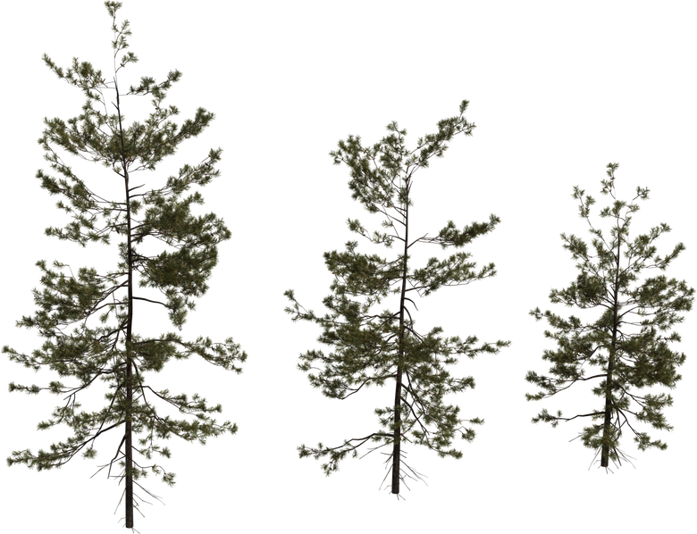 Pine Sapling Medium