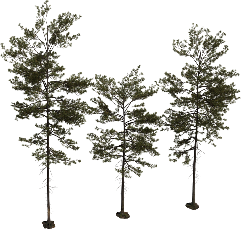 Pine Tree 01