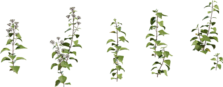 Shrub 01