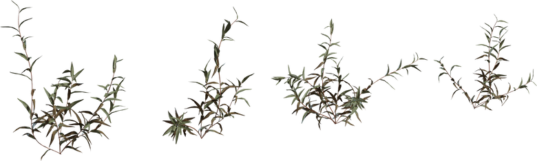 Shrub 02