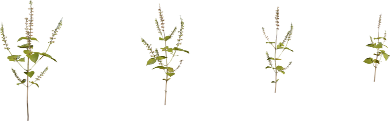 Shrub 03