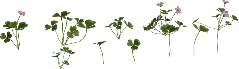 Shrub Sorrel 01