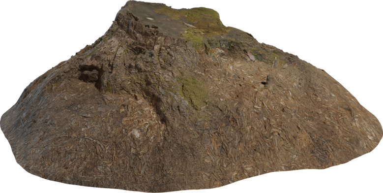 Tree Stump 02