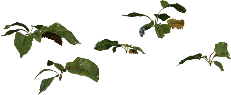 Weed Plant 02