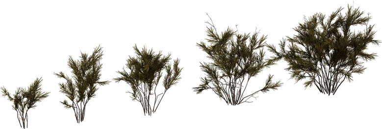 Wild Rooibos Bush